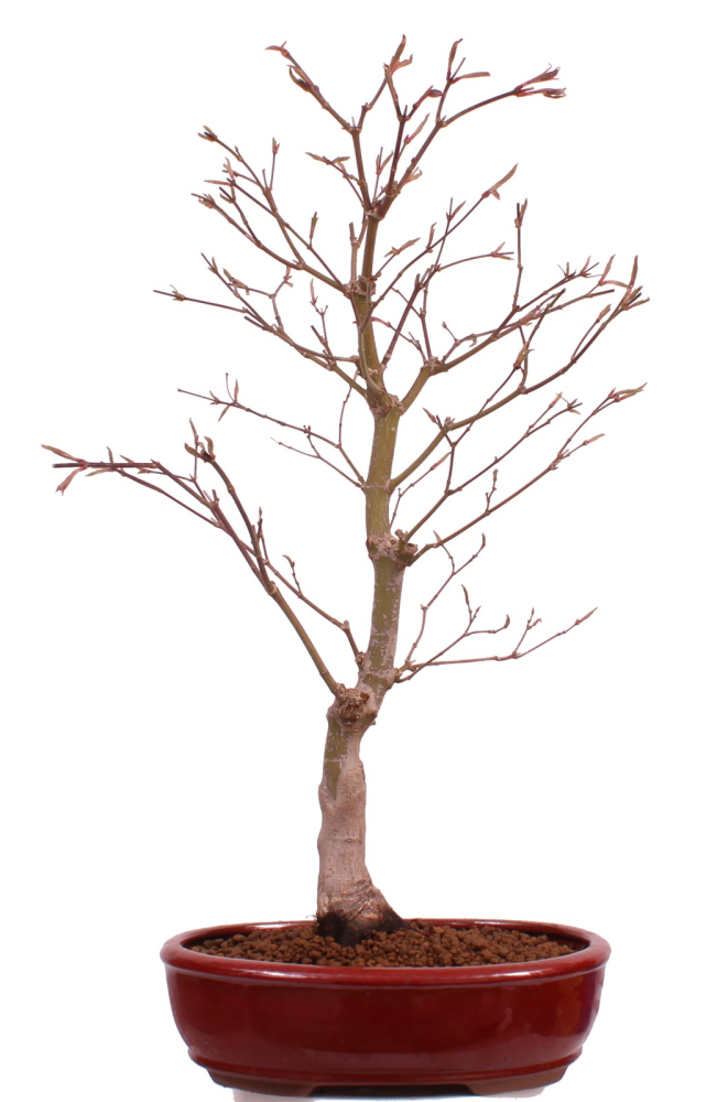 Bonsai - Acer palmatum 'Beni-kagami', Roter Fächerahorn aus Japan 226/01