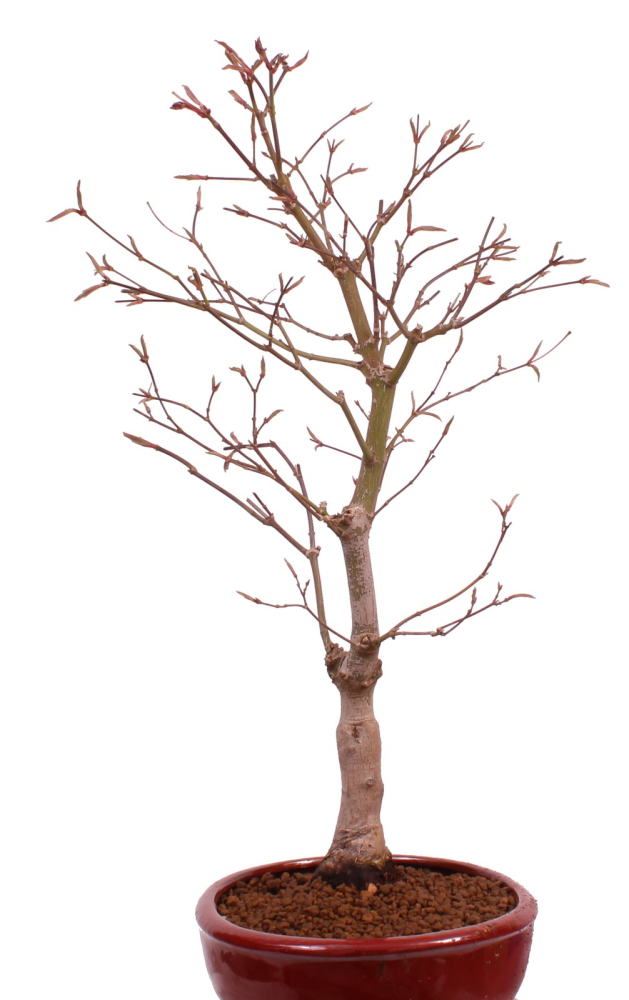 Bonsai - Acer palmatum 'Beni-kagami', Roter Fächerahorn aus Japan 226/01