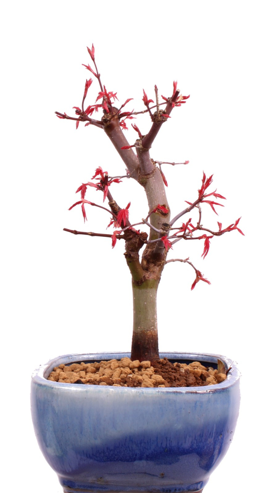 Bonsai - Acer palmatum Deshojo, roter Fächerahorn aus Japan 226/03
