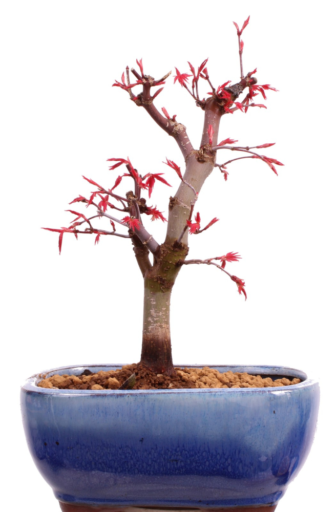 Bonsai - Acer palmatum Deshojo, roter Fächerahorn aus Japan 226/03