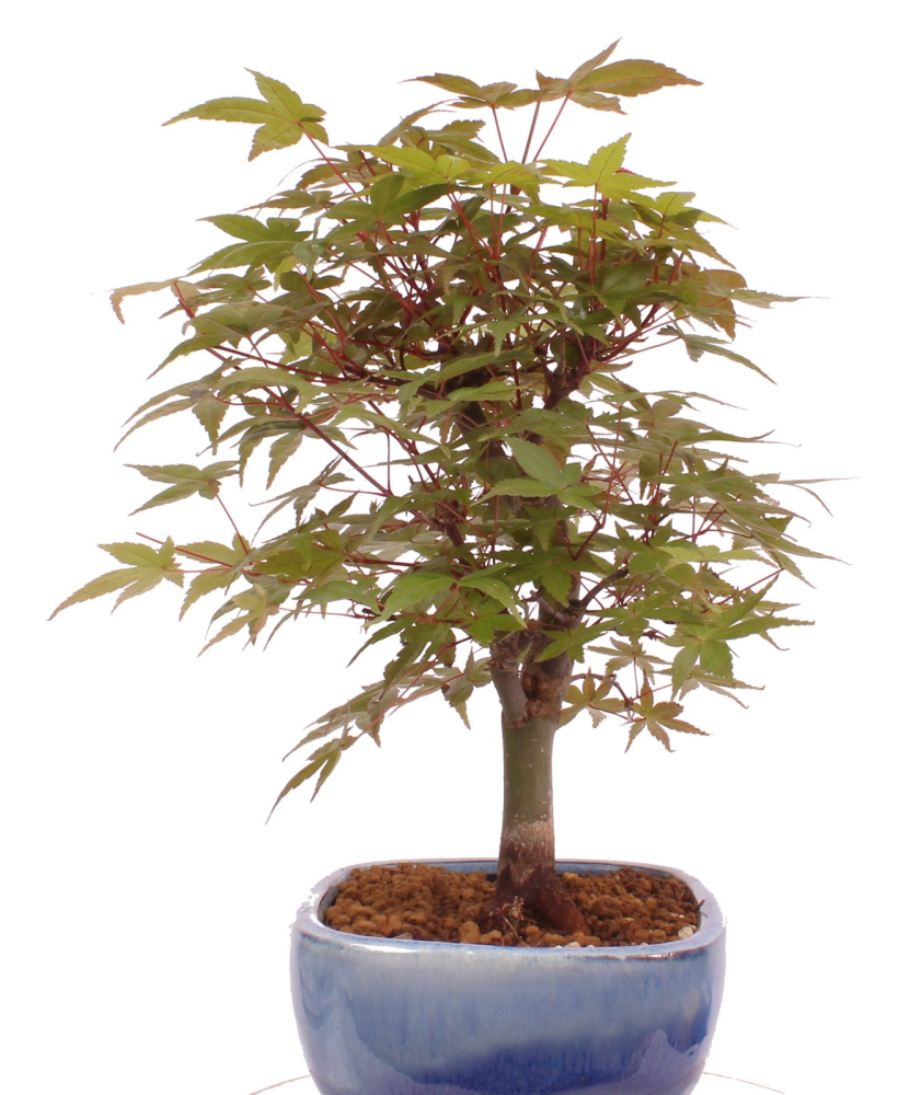 Bonsai - Acer palmatum Deshojo, roter Fächerahorn aus Japan 226/03