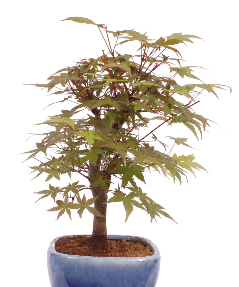 Bonsai - Acer palmatum Deshojo, roter Fächerahorn aus Japan 226/03