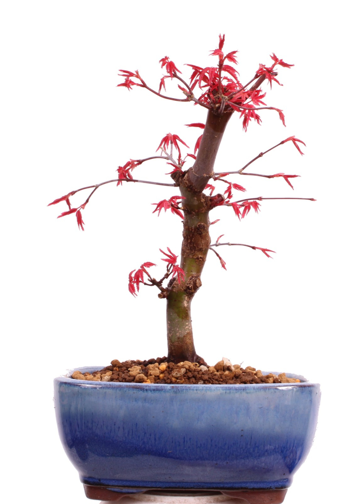 Bonsai - Acer palmatum Deshojo, roter Fächerahorn aus Japan 226/04
