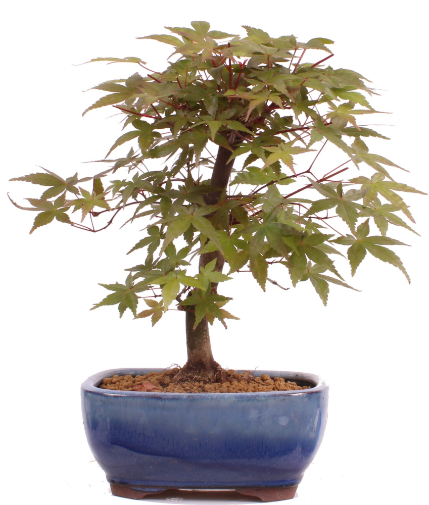 Bonsai - Acer palmatum Deshojo, roter Fächerahorn aus Japan 226/04