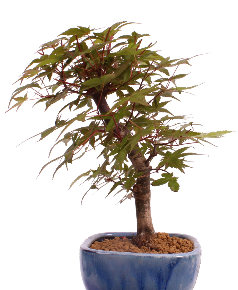 Bonsai - Acer palmatum Deshojo, roter Fächerahorn aus Japan 226/04