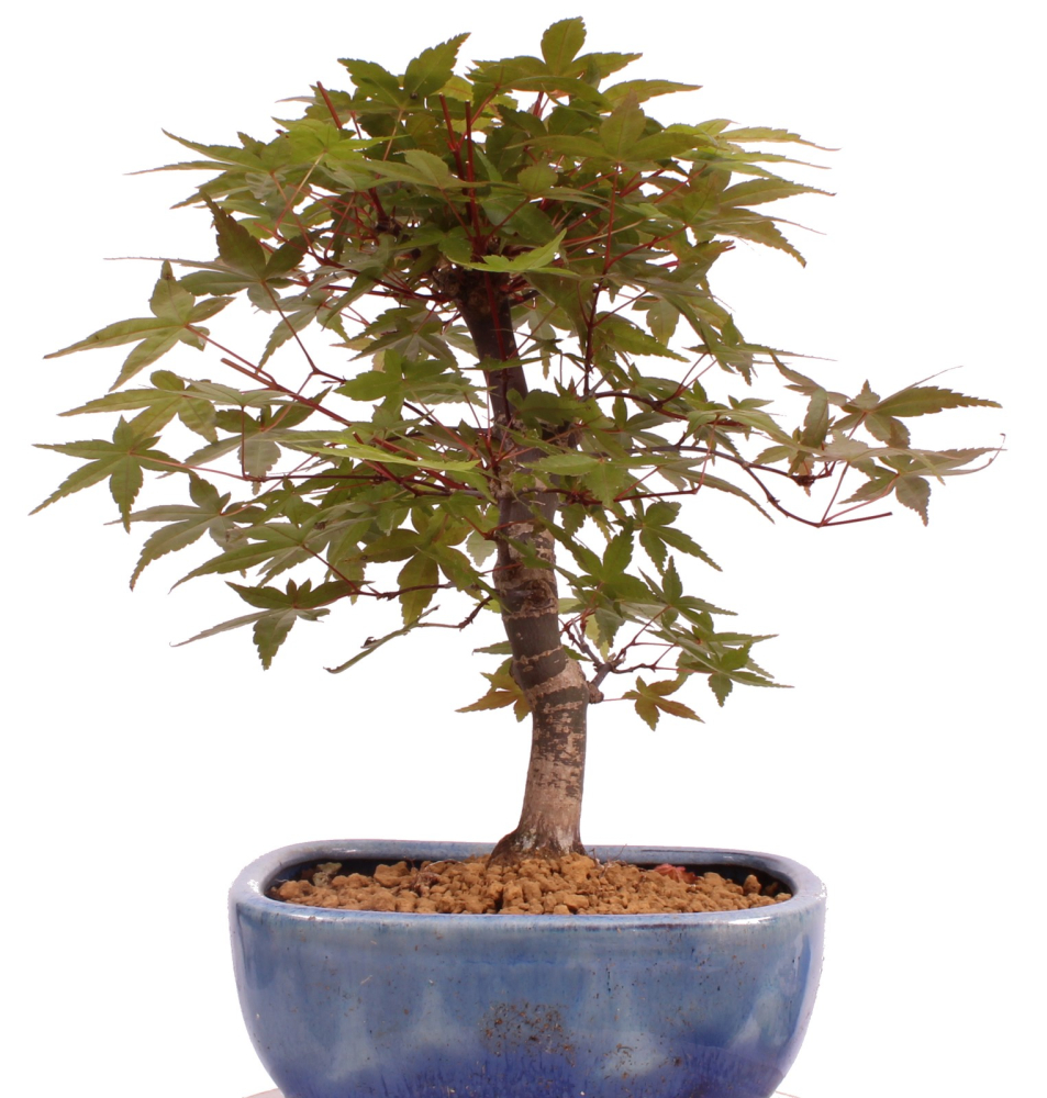 Bonsai - Acer palmatum Deshojo, roter Fächerahorn aus Japan 226/04