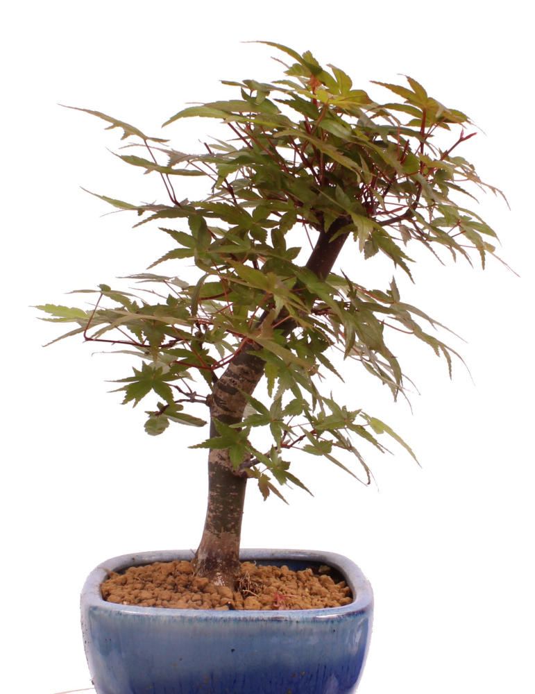 Bonsai - Acer palmatum Deshojo, roter Fächerahorn aus Japan 226/04