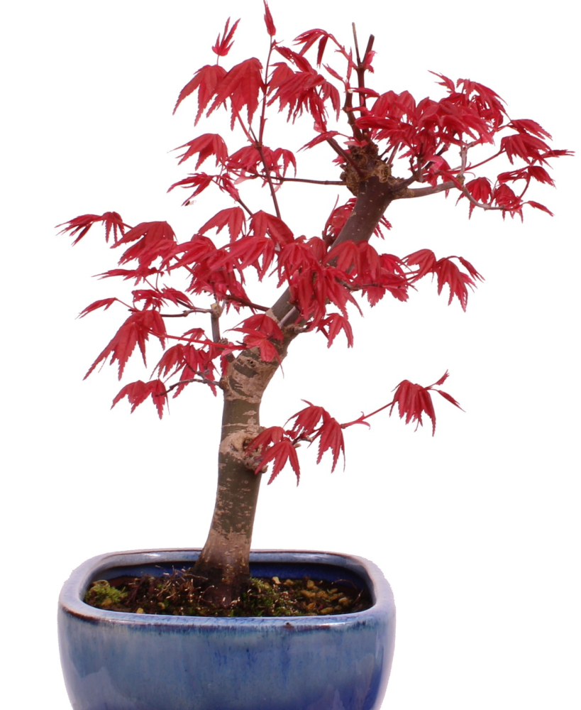 Bonsai - Acer palmatum Deshojo, roter Fächerahorn aus Japan 226/04