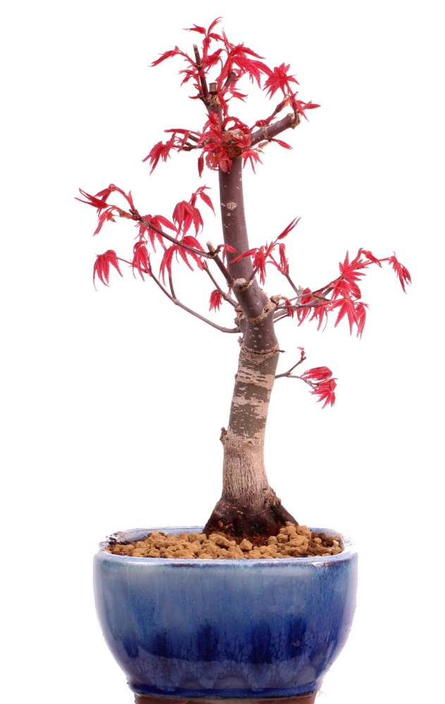 Bonsai - Acer palmatum Deshojo, roter Fächerahorn aus Japan 226/06