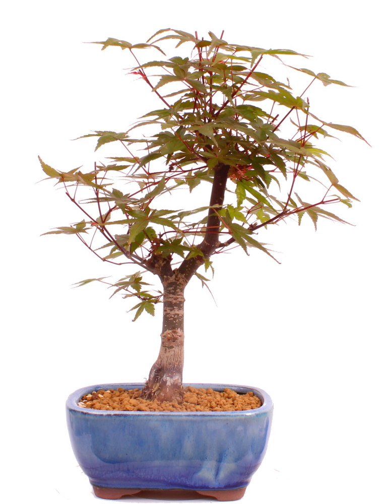 Bonsai - Acer palmatum Deshojo, roter Fächerahorn aus Japan 226/06