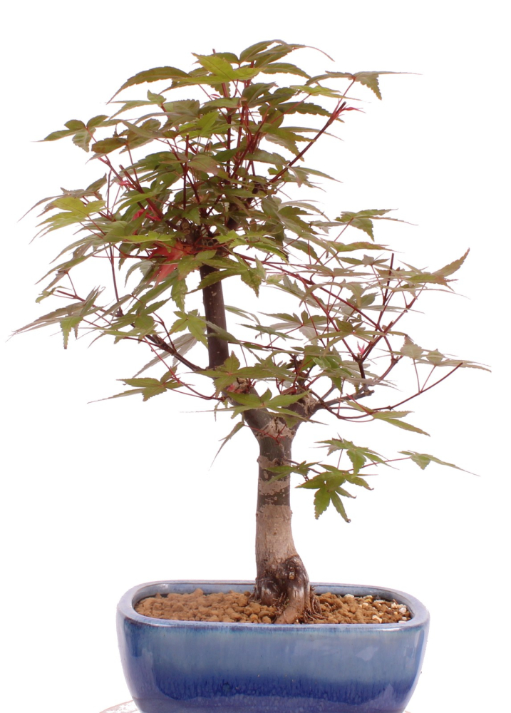 Bonsai - Acer palmatum Deshojo, roter Fächerahorn aus Japan 226/06