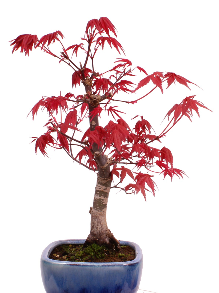 Bonsai - Acer palmatum Deshojo, roter Fächerahorn aus Japan 226/06