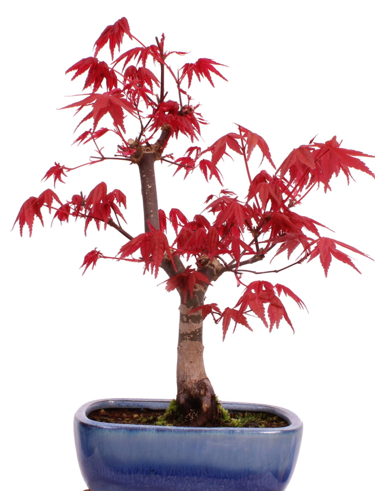 Bonsai - Acer palmatum Deshojo, roter Fächerahorn aus Japan 226/06