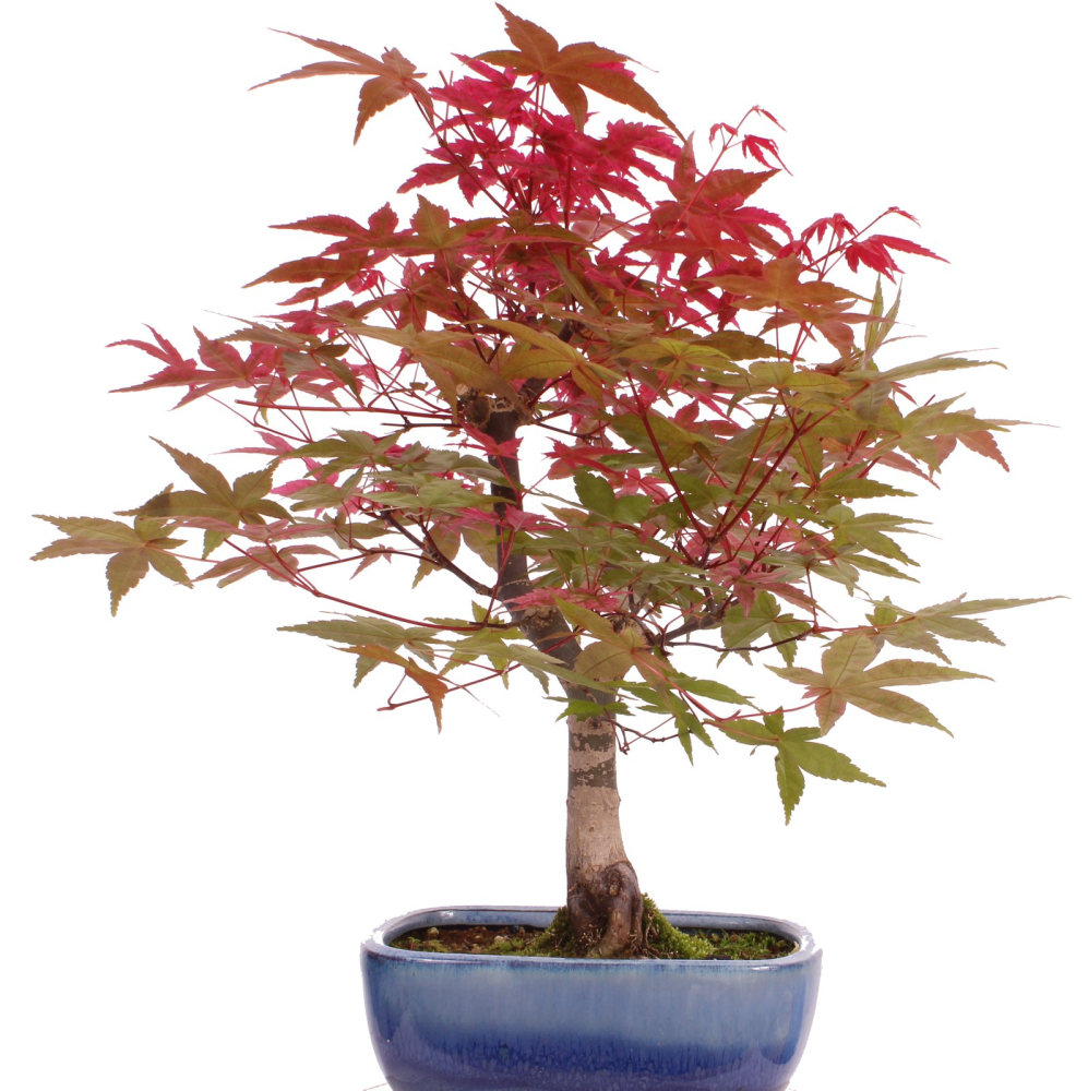 Bonsai - Acer palmatum Deshojo, roter Fächerahorn aus Japan 226/06