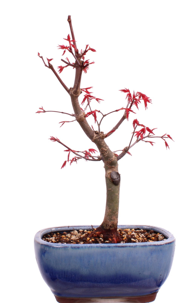Bonsai - Acer palmatum Deshojo, roter Fächerahorn aus Japan 226/07