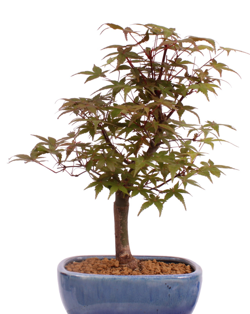 Bonsai - Acer palmatum Deshojo, roter Fächerahorn aus Japan 226/07