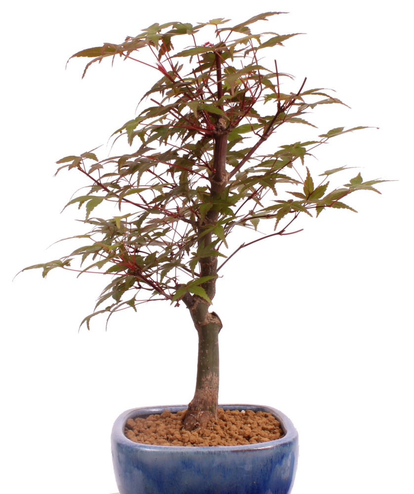 Bonsai - Acer palmatum Deshojo, roter Fächerahorn aus Japan 226/07