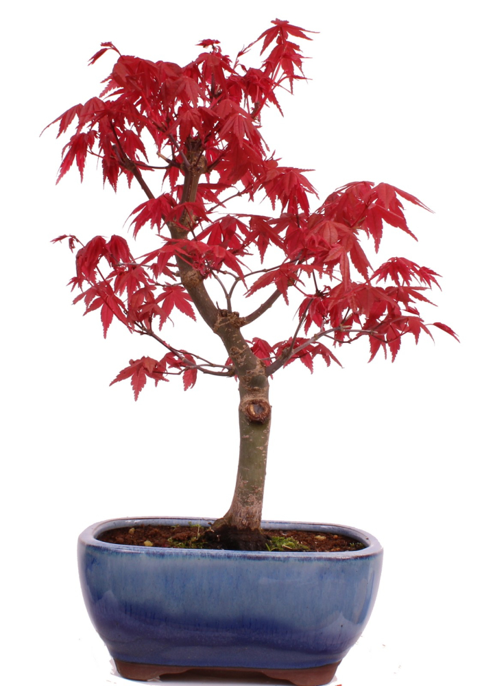 Bonsai - Acer palmatum Deshojo, roter Fächerahorn aus Japan 226/07