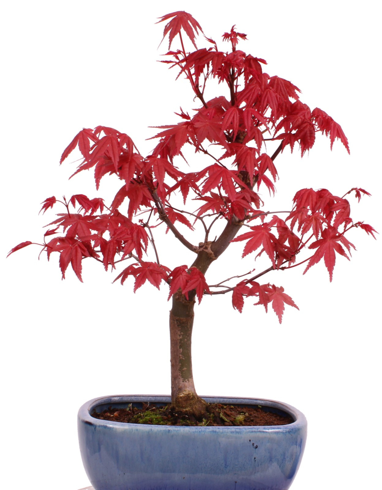Bonsai - Acer palmatum Deshojo, roter Fächerahorn aus Japan 226/07