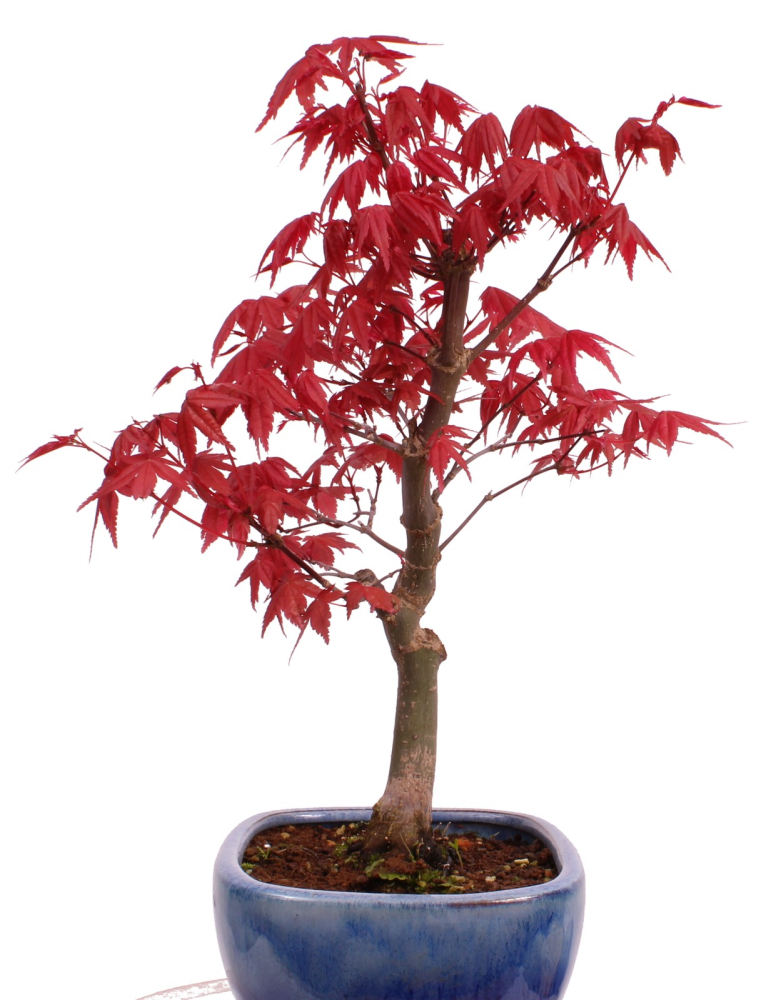 Bonsai - Acer palmatum Deshojo, roter Fächerahorn aus Japan 226/07