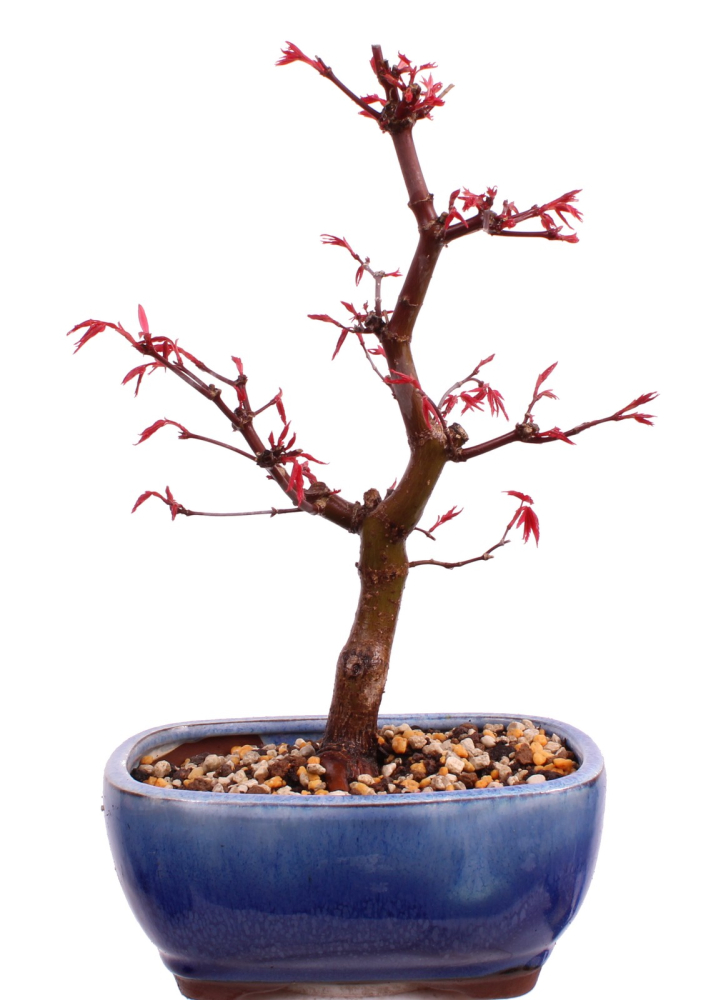 Bonsai - Acer palmatum Deshojo, roter Fächerahorn aus Japan 226/08