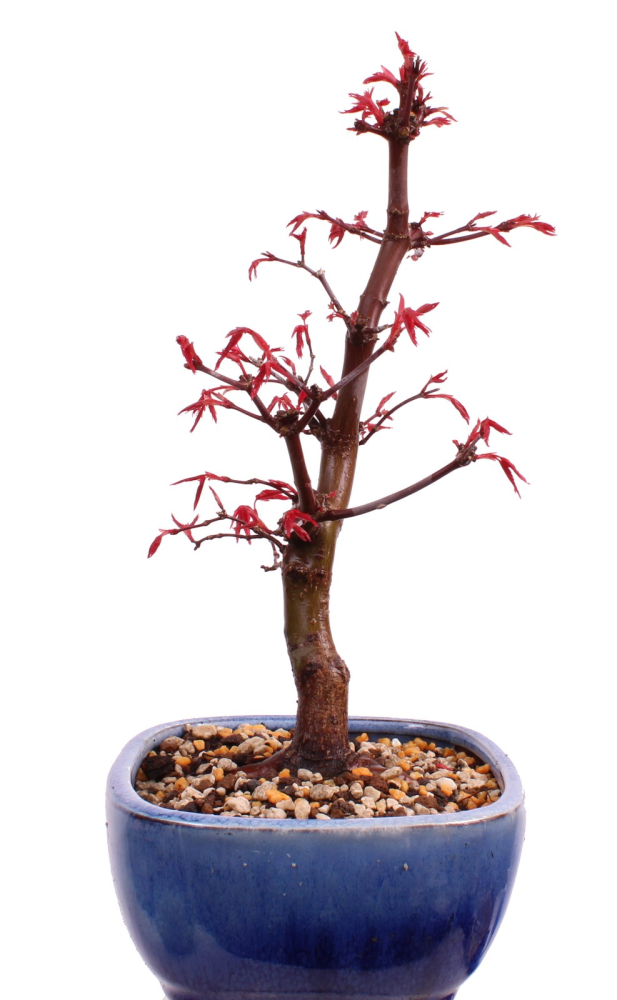 Bonsai - Acer palmatum Deshojo, roter Fächerahorn aus Japan 226/08