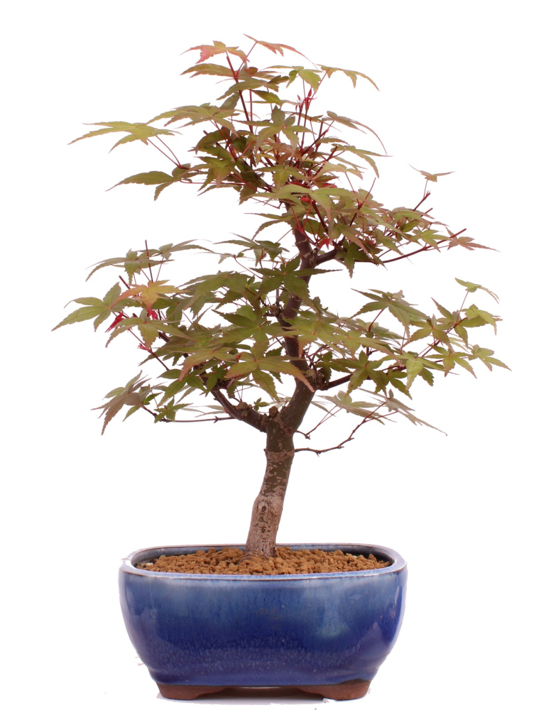 Bonsai - Acer palmatum Deshojo, roter Fächerahorn aus Japan 226/08
