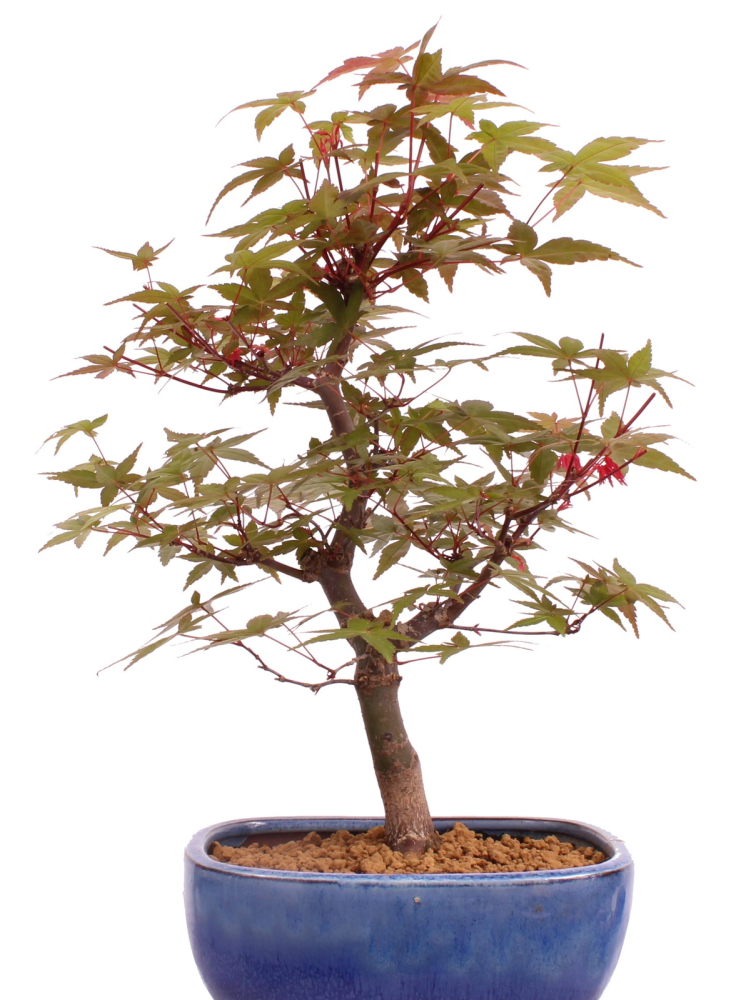 Bonsai - Acer palmatum Deshojo, roter Fächerahorn aus Japan 226/08