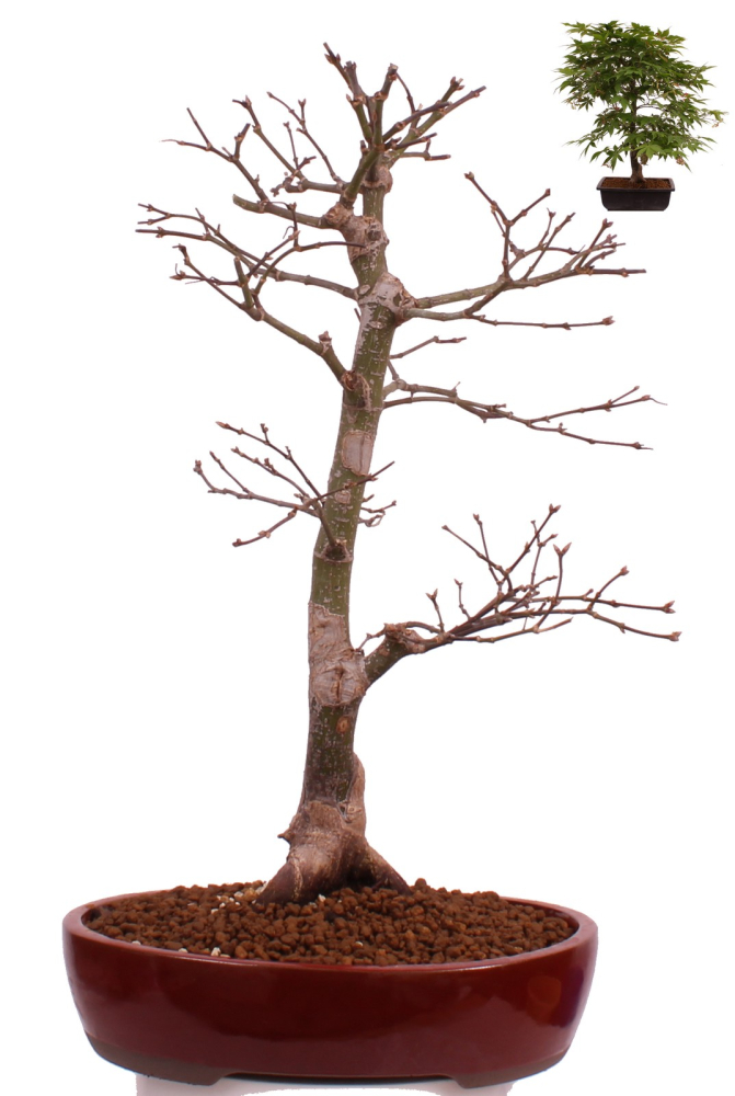 Bonsai - Acer palmatum 'Osakazuki', Japanischer Fächerahorn aus Japan 226/14