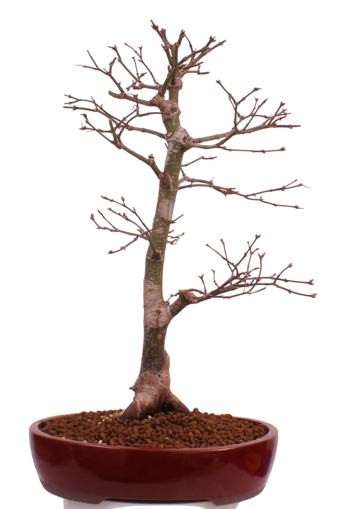 Bonsai - Acer palmatum 'Osakazuki', Japanischer Fächerahorn aus Japan 226/14