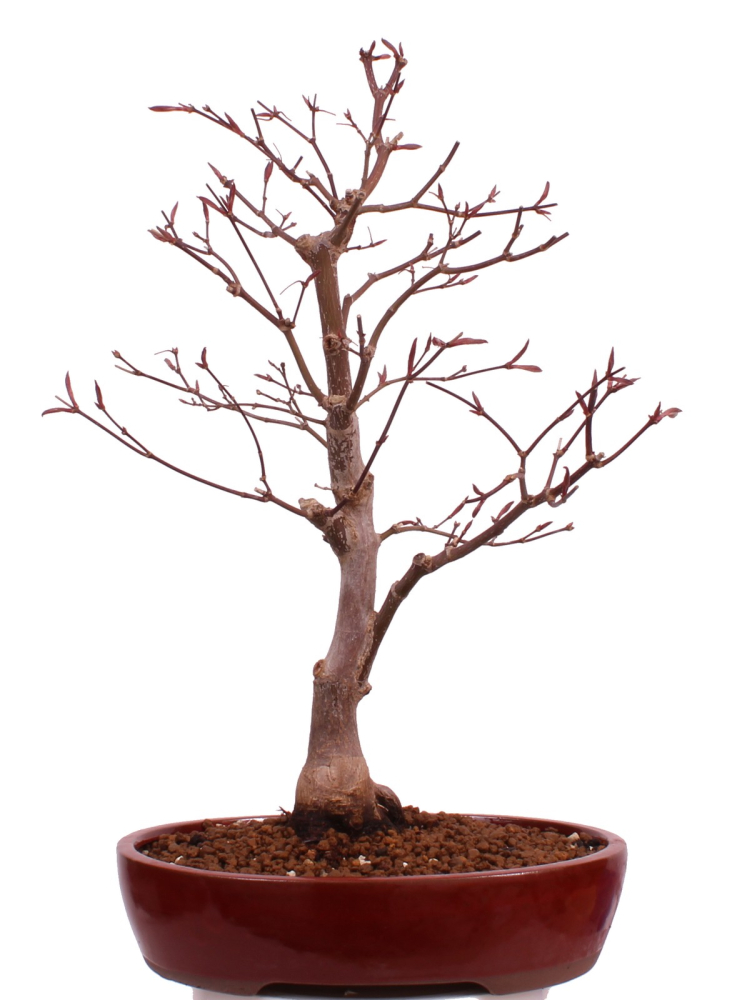 Bonsai - Acer palmatum 'Shojo-Nomura', Roter Fächerahorn aus Japan 226/15