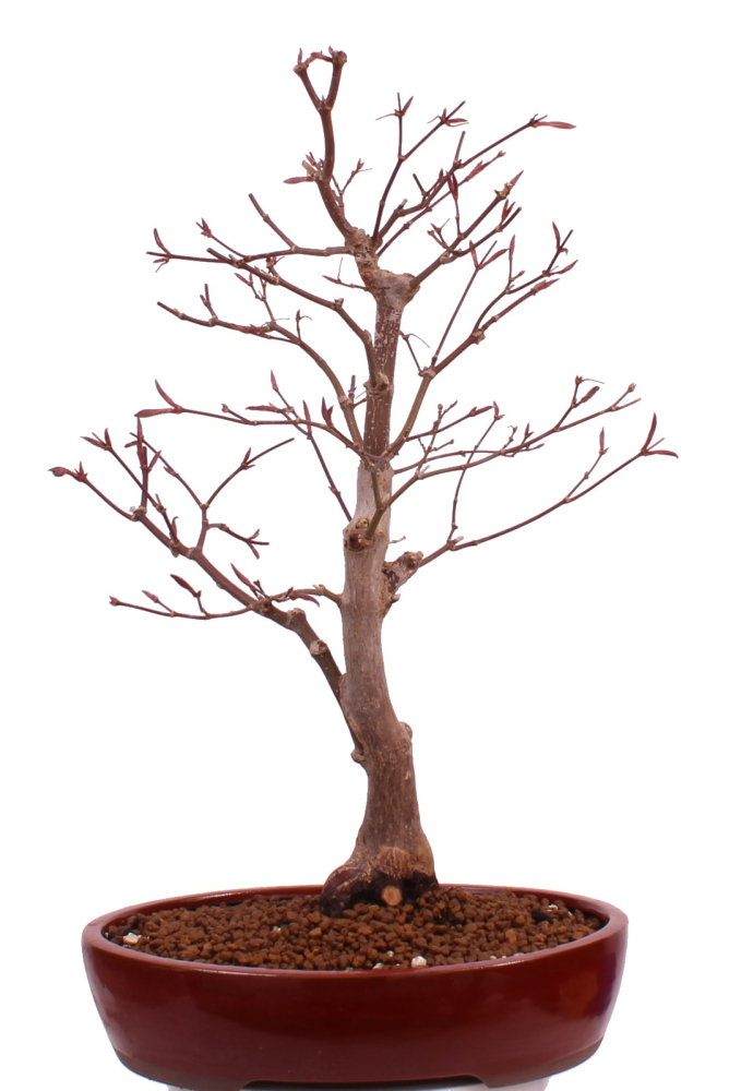 Bonsai - Acer palmatum 'Shojo-Nomura', Roter Fächerahorn aus Japan 226/15
