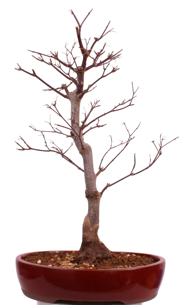 Bonsai - Acer palmatum 'Shojo-Nomura', Roter Fächerahorn aus Japan 226/16