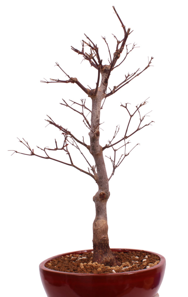 Bonsai - Acer palmatum 'Shojo-Nomura', Roter Fächerahorn aus Japan 226/16