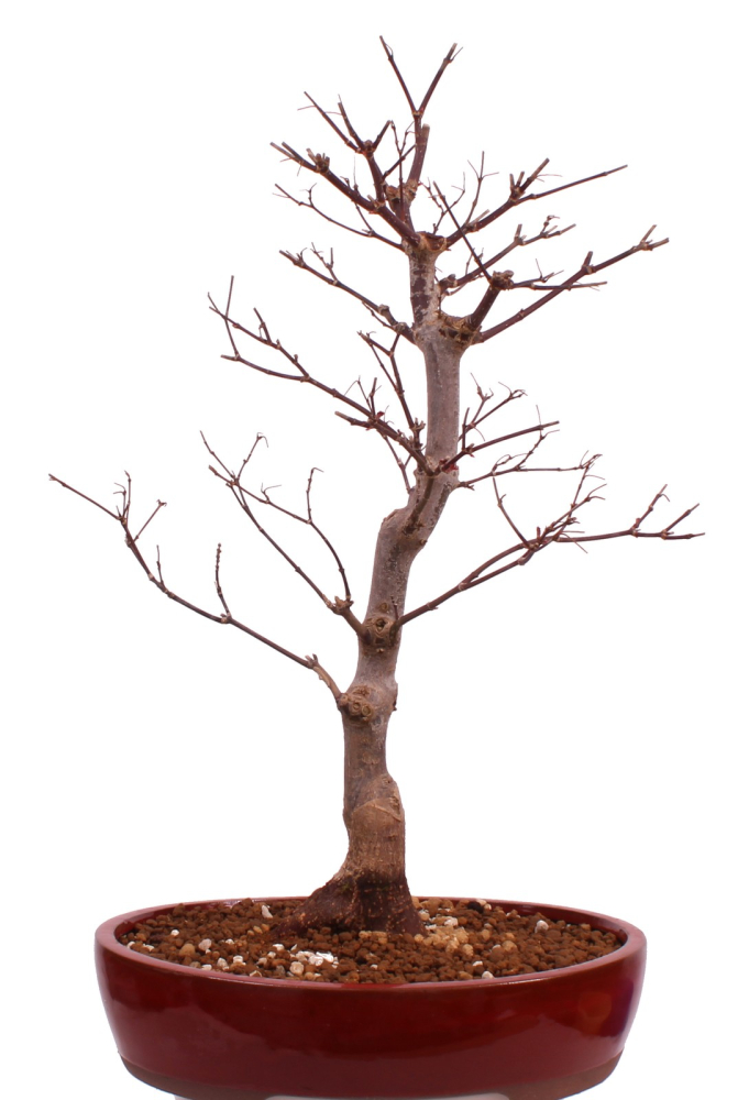 Bonsai - Acer palmatum 'Shojo-Nomura', Roter Fächerahorn aus Japan 226/16