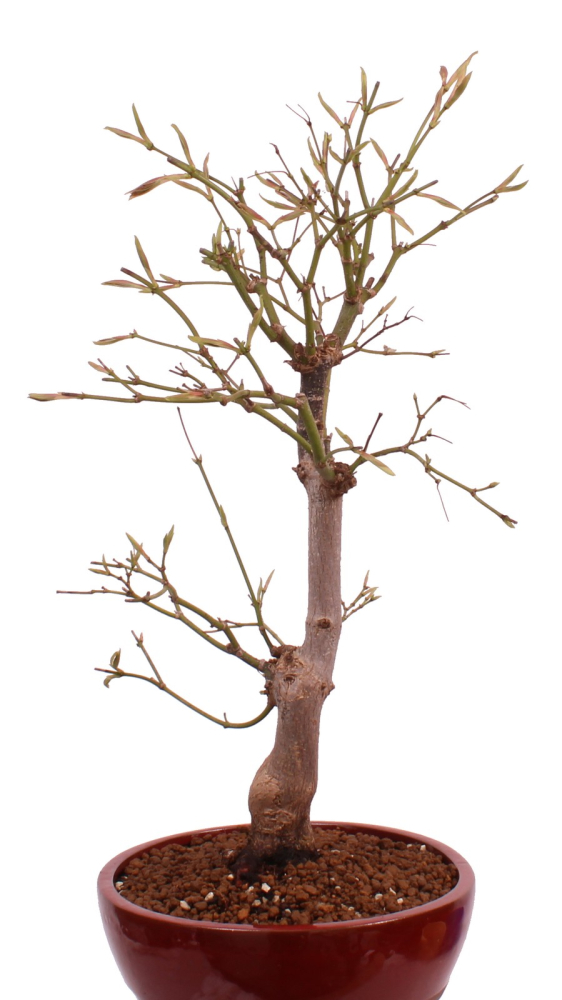 Bonsai - Acer palmatum 'Yugure', Roter Fächerahorn aus Japan 226/17