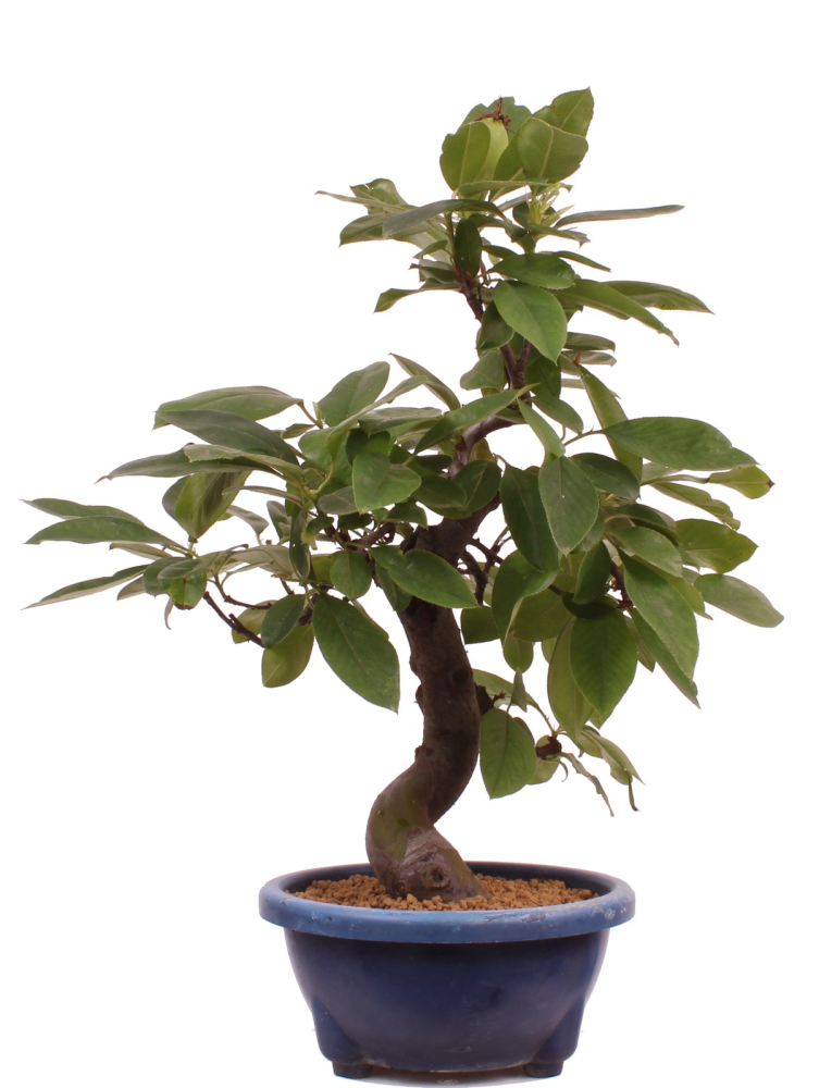 Bonsai - Pseudocydonia sinensis, Holzquitte   226/29