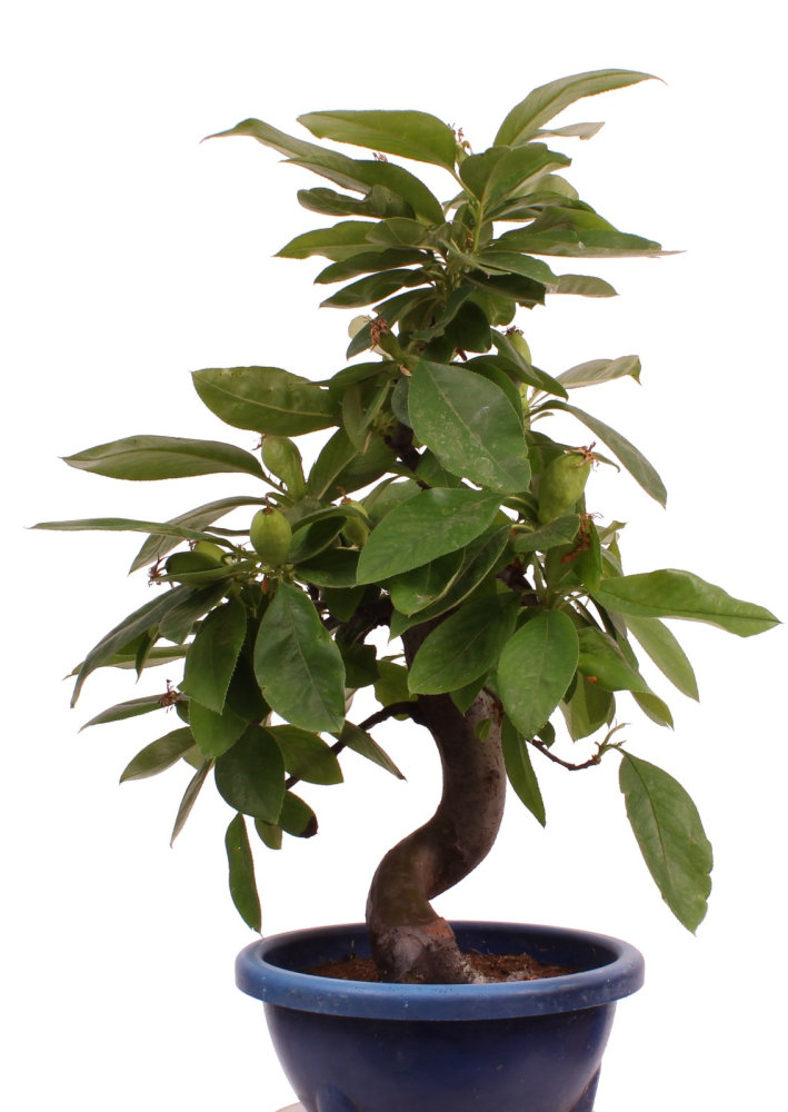 Bonsai - Pseudocydonia sinensis, Holzquitte   226/30