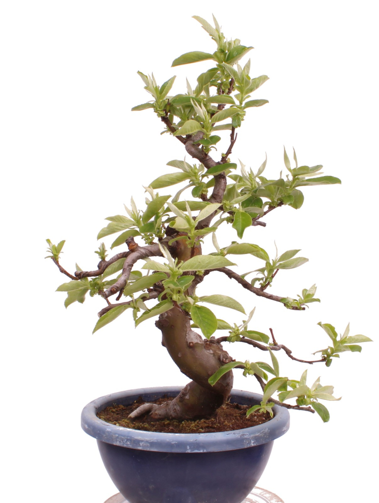 Bonsai - Pseudocydonia sinensis, Holzquitte   226/31