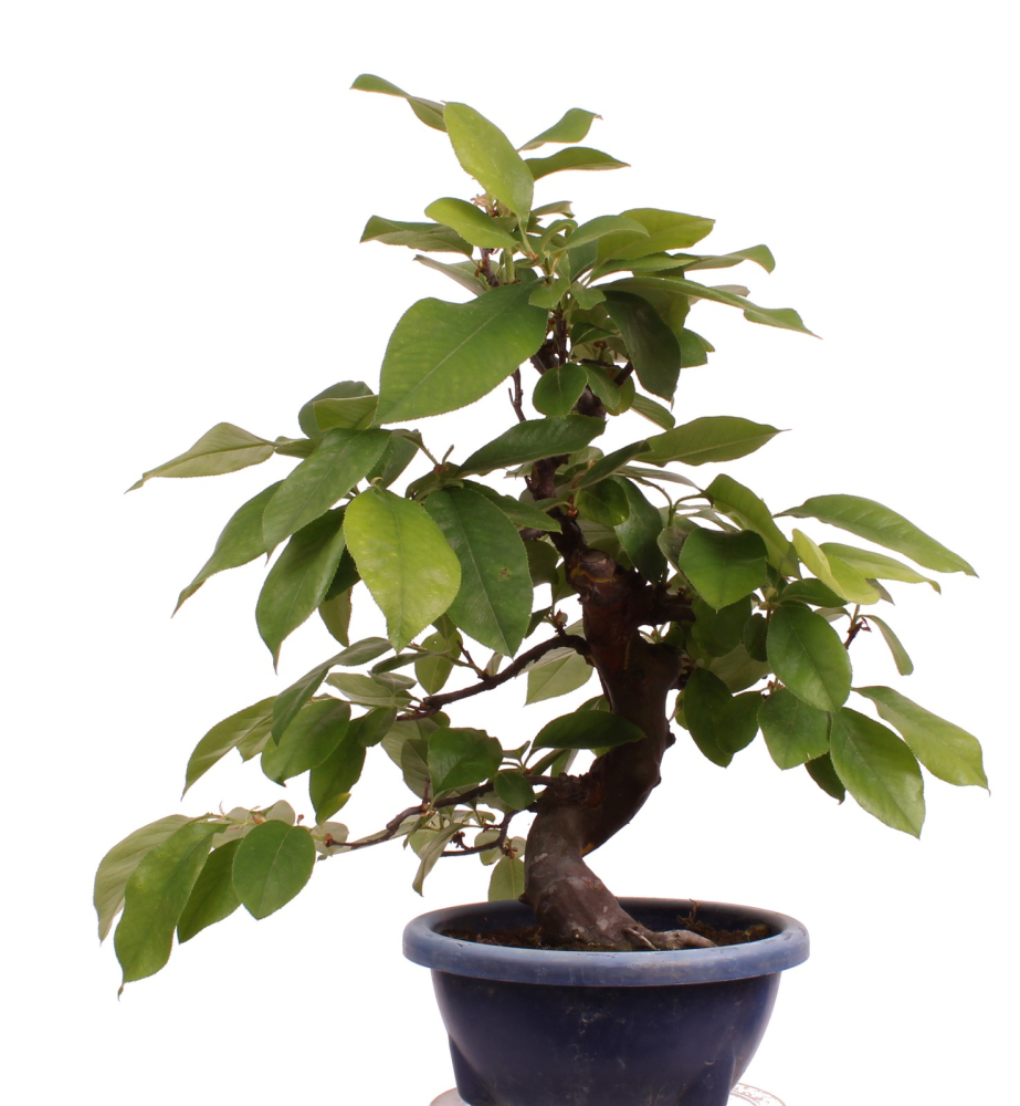 Bonsai - Pseudocydonia sinensis, Holzquitte   226/31