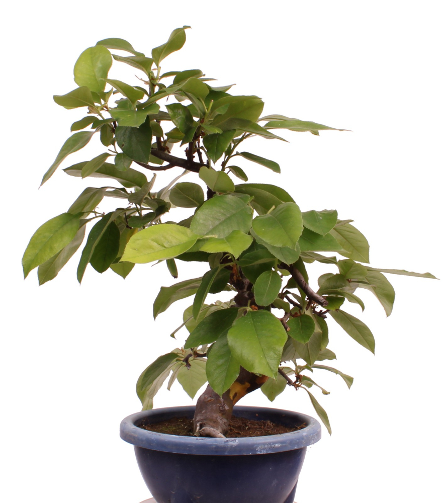 Bonsai - Pseudocydonia sinensis, Holzquitte   226/31