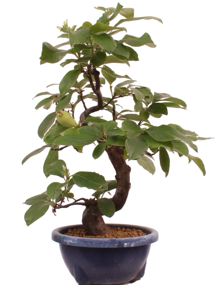 Bonsai - Pseudocydonia sinensis, Holzquitte   226/32