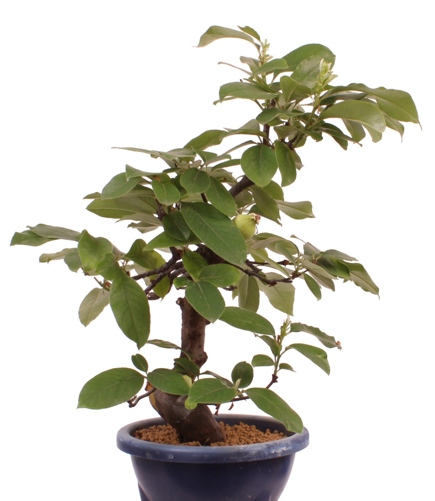 Bonsai - Pseudocydonia sinensis, Holzquitte   226/32