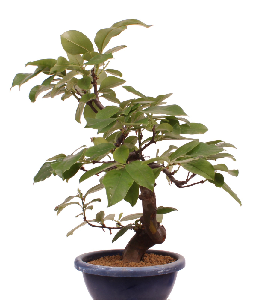 Bonsai - Pseudocydonia sinensis, Holzquitte   226/32