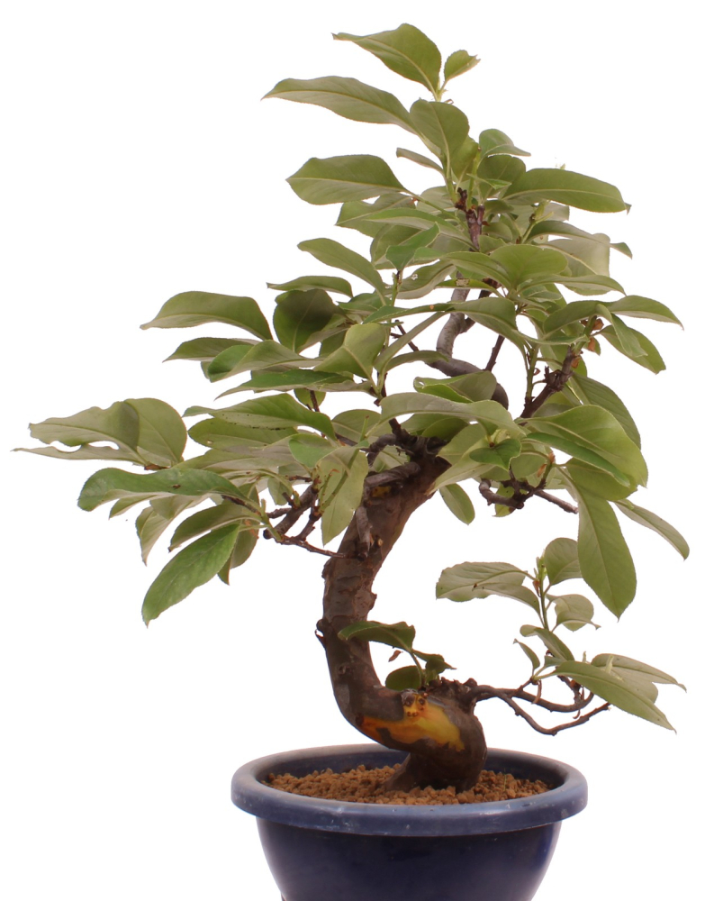 Bonsai - Pseudocydonia sinensis, Holzquitte   226/32