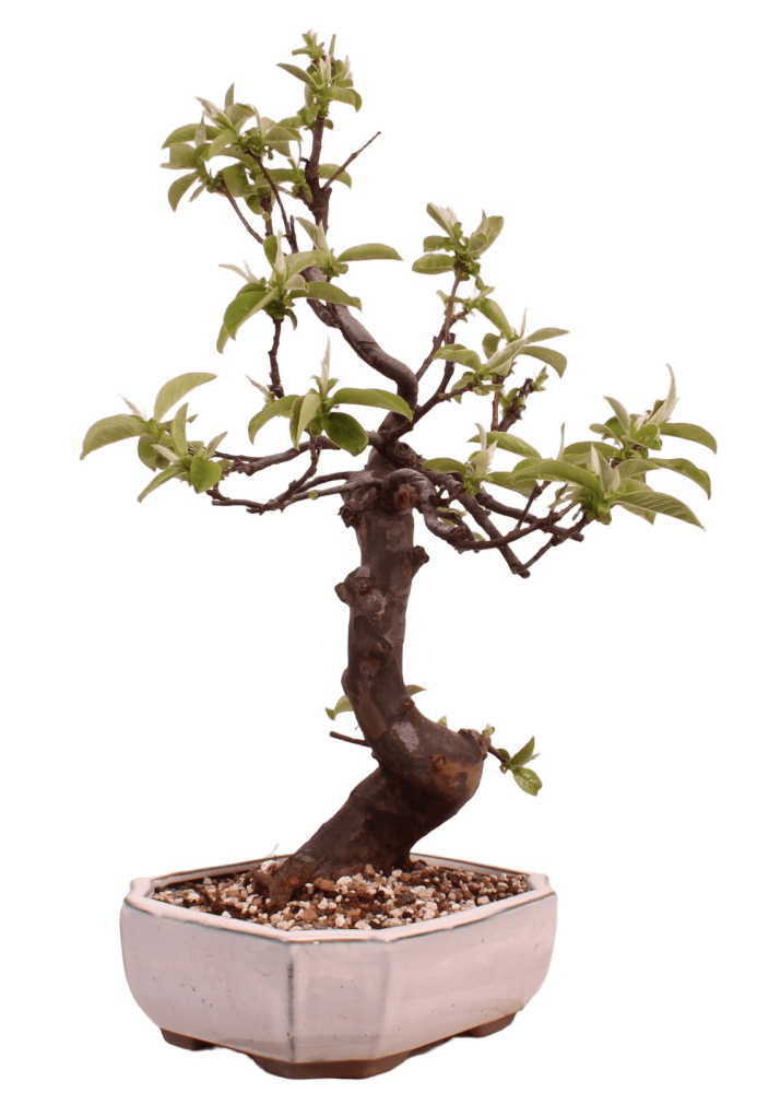 Bonsai - Pseudocydonia sinensis, Holzquitte 226/32