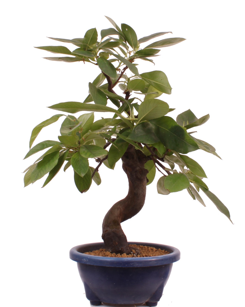 Bonsai - Pseudocydonia sinensis, Holzquitte   226/33