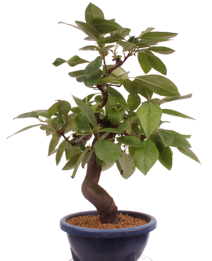 Bonsai - Pseudocydonia sinensis, Holzquitte   226/33