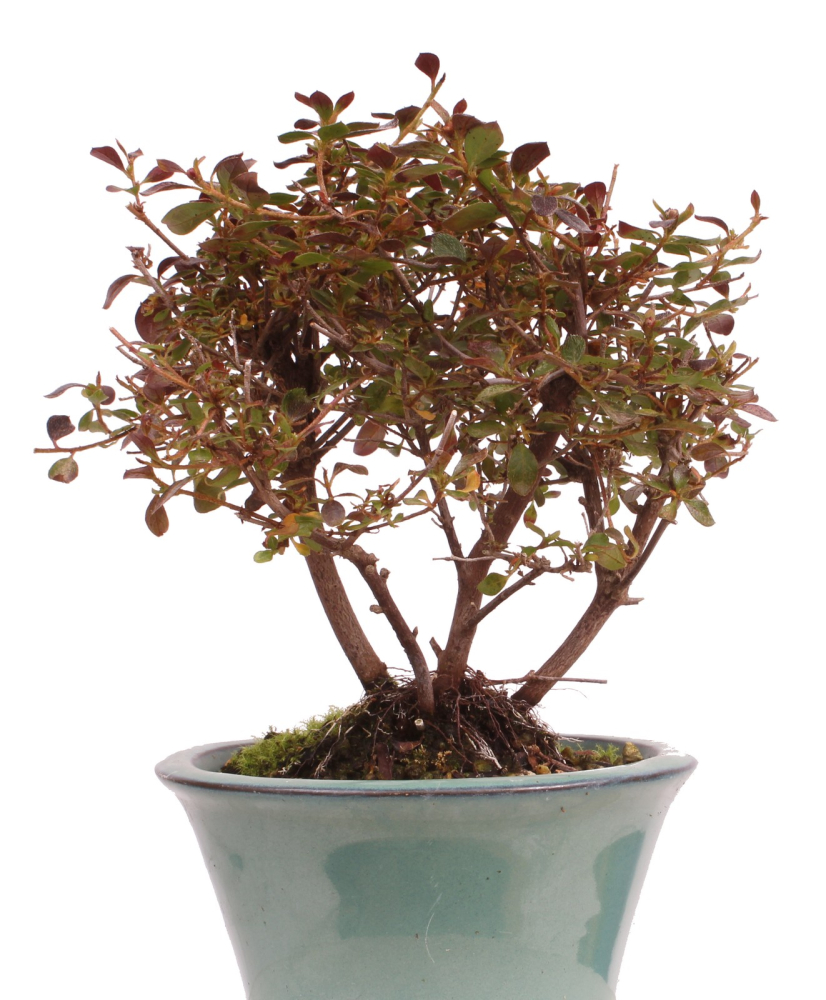 Bonsai - Japanische Satsuki Azalee - Rhododendron indicum 226/35