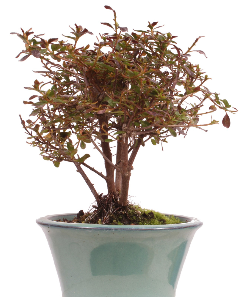 Bonsai - Japanische Satsuki Azalee - Rhododendron indicum 226/35